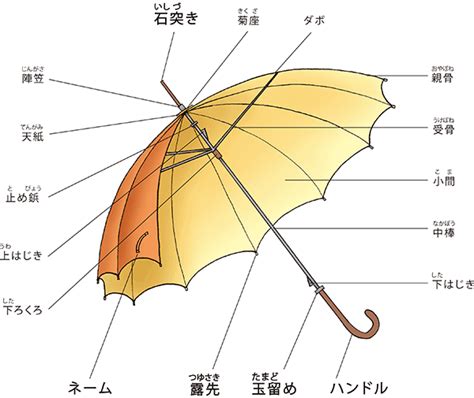 傘的種類|【傘のパーツ紹介】いろいろある 傘の骨